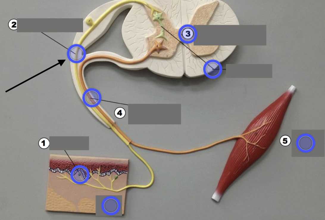 <p>Sensory neuron</p>