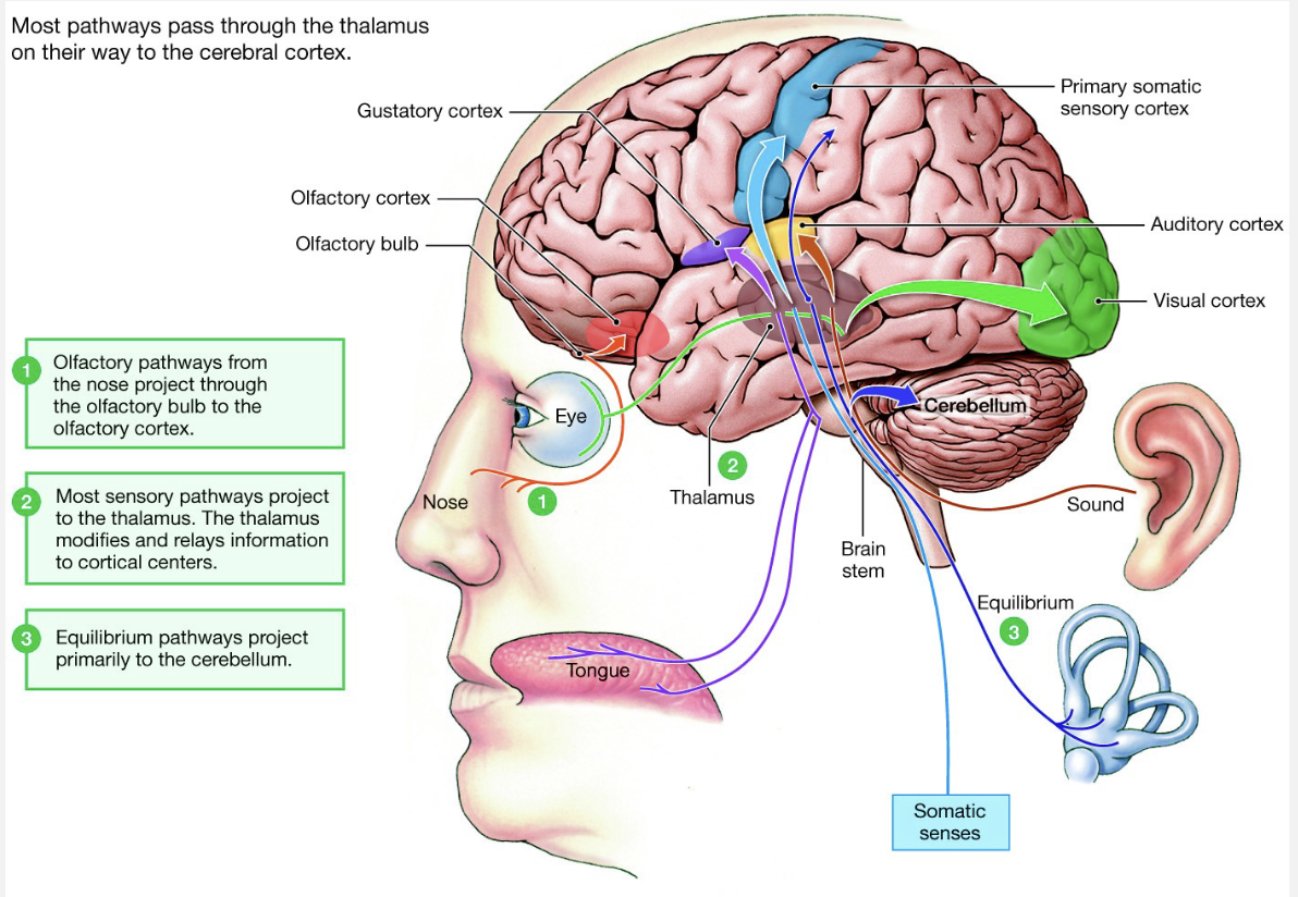 <ul><li><p>sensory receptors are most sensitive to one type of stimuli, BUT can respond to others</p></li><li><p>sensory information carried to brain based on typical stimulus types</p></li></ul><p>Problems</p><ul><li><p>stimulus type will be perceived incorrectly</p></li><li><p>rewiring can course incorrect perception of location of stimulus</p></li></ul><p>Modality</p><ul><li><p>type of stimulus</p></li><li><p>wiring (labeled line coding)</p></li></ul><p>Location</p><ul><li><p>localization in brain wiring</p></li><li><p>timing: hearing and smell</p></li><li><p>lateral inhibition</p></li></ul><p></p>