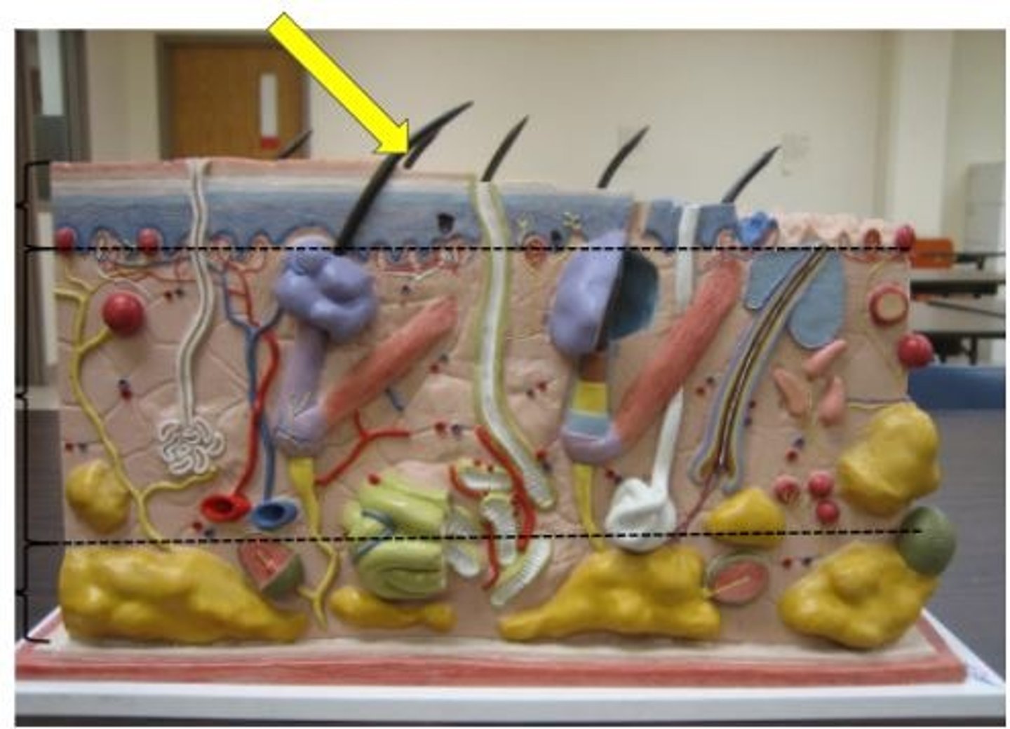 knowt flashcard image