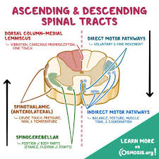 <p>where do descending tracts <strong>start</strong> and <strong>move to</strong>?</p>