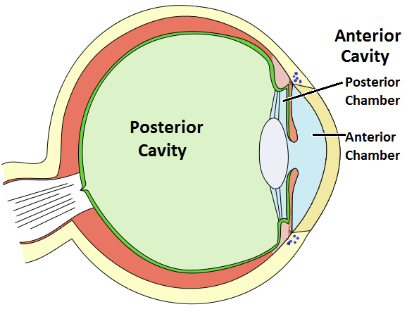 <ul><li><p>anterior cavity: filled with aqueous humor (watery fluid that is constantly produced and reabsorbed)</p><ul><li><p>Anterior chamber: space enclosed by the cornea and iris</p></li><li><p>Posterior chamber: behind the iris and around the lens</p></li></ul></li><li><p>posterior cavity: filled with substance called vitreous humor</p></li></ul><p></p>
