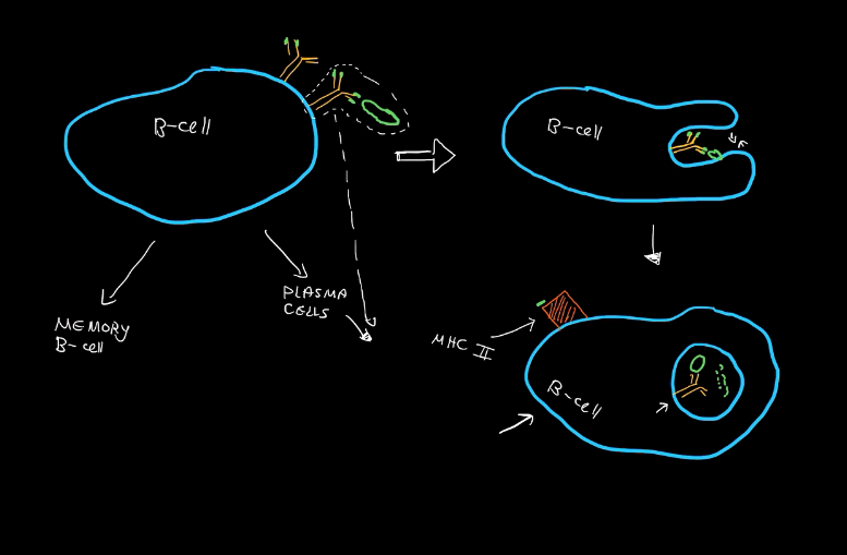 <ol><li><p>A B-Cell forms plasma cells</p></li><li><p>Plasma secretes antibodies</p></li><li><p>An antibody attaches to the pathogen</p></li><li><p>The B-Cell engulfs the antibody-pathogen complex</p></li><li><p>B-Cell presents the pathogen</p></li></ol><p></p><p>Also when macrophages or dendritic cells present</p><p></p><p></p>