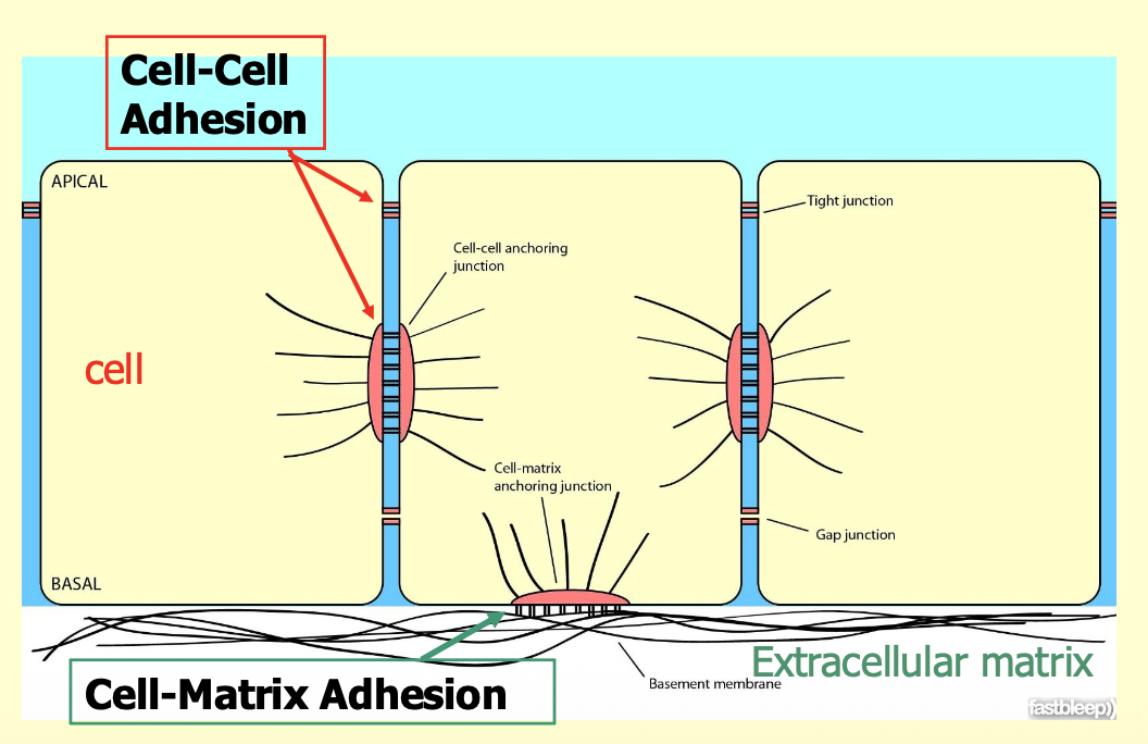 <ol><li><p>Cells being able to stick to each other or molecules in their environment</p></li><li><p>Cells sticking to cells</p></li><li><p>Cells sticking to the matrix</p></li></ol><p></p>