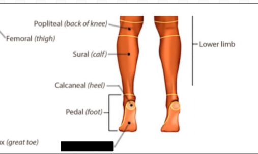 <p>what anatomical region is this?</p>