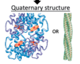 <p>multiple separate polypeptide subunits interact to form a larger functional molecular</p><p>examples include hemoglobin or structural collagen</p>
