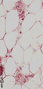 <p>name tissue </p>