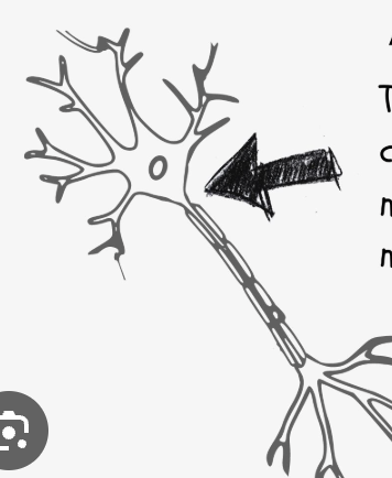 <p>what part of the neuron is this</p>