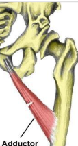 <ul><li><p><span style="background-color: transparent;">A: adduction, flexion, medial rotation hip</span></p></li></ul><p></p>