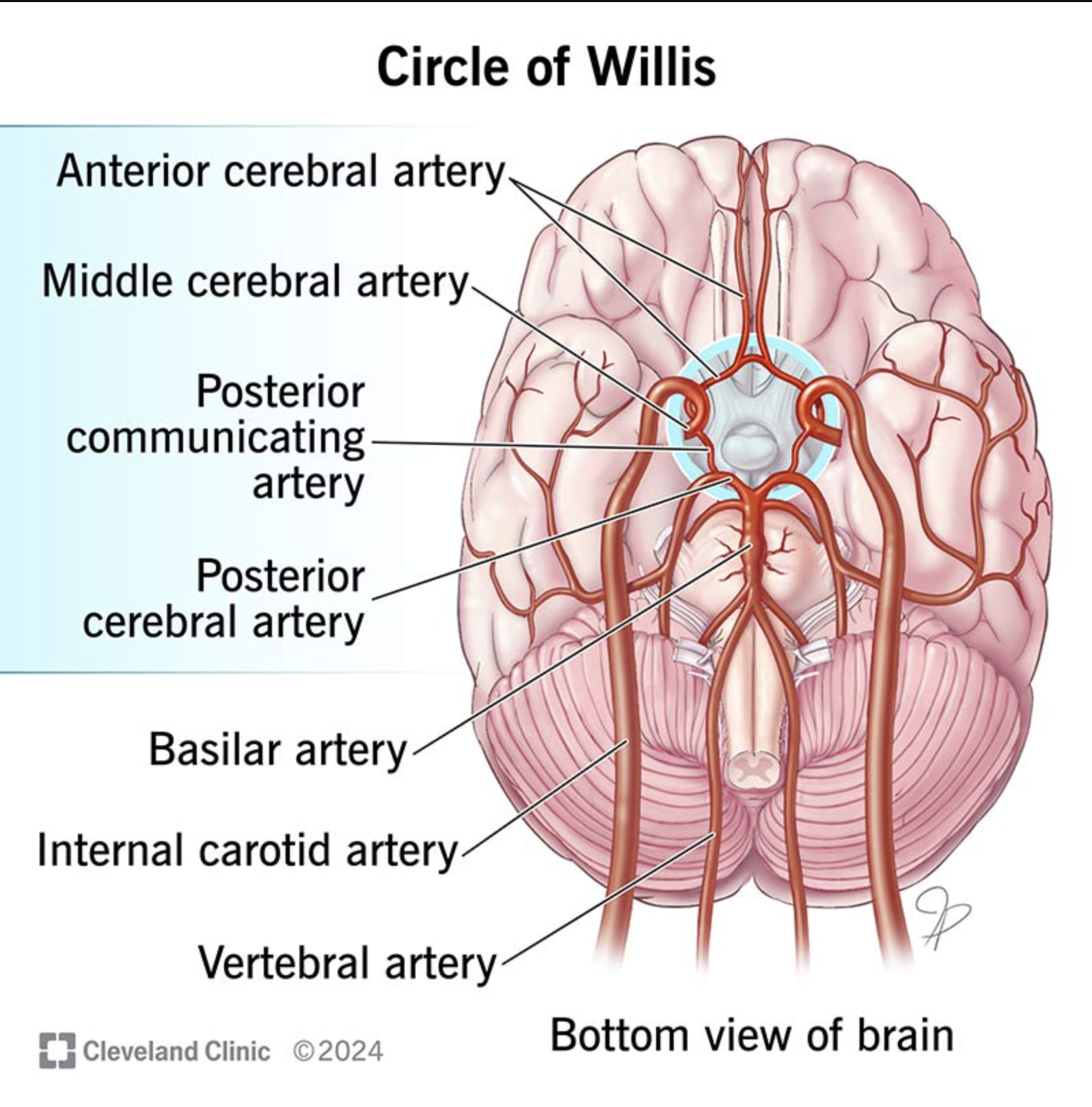 <p>Circle of Willis</p>