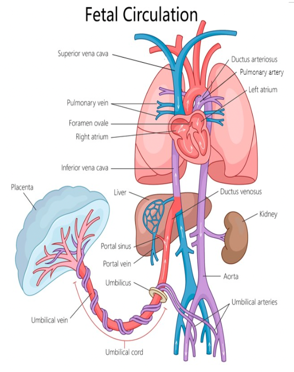 <p>C. a vessel that connects the pulmonary artery to the aorta to allow flow to bypass the fetal lungs</p><p>The ductus arteriosus is a vessel that connects the pulmonary artery to the aorta to allow most flow to bypass the fetal lungs.</p>