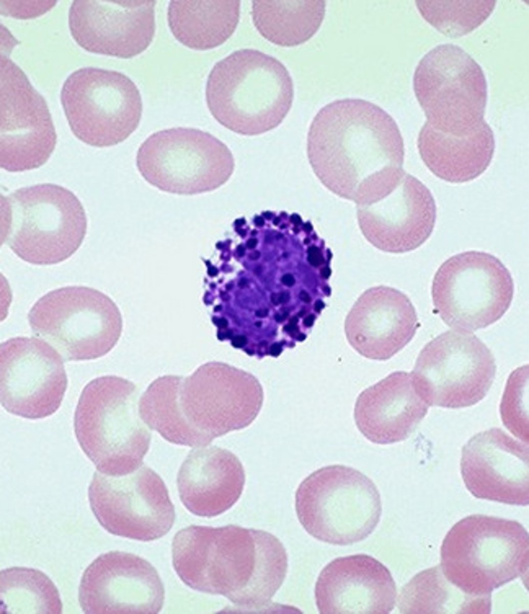 <p>WBC containing granules that stain blue; associated with release of histamine and heparin</p>