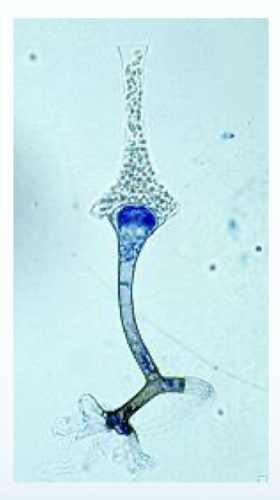 <p>Genus</p>