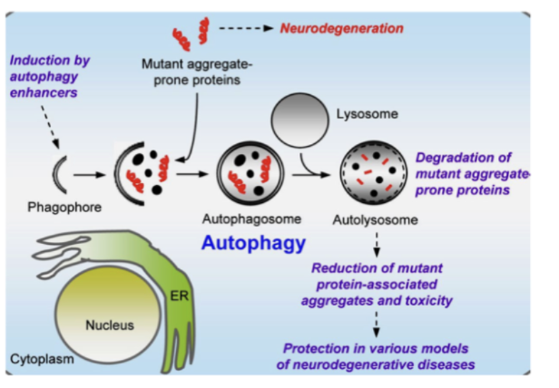 <ul><li><p>Autophagy <strong>clears misfolded/aggregate-prone proteins</strong></p></li><li><p>Process: phagophore → autophagosome → lysosome → degradation</p></li><li><p><strong>Protective role:</strong></p><ul><li><p>Reduces toxic protein aggregates</p></li><li><p>Limits neuronal damage</p></li></ul></li><li><p><strong>Key idea:</strong><br>Impaired autophagy → <strong>protein accumulation → neurodegeneration</strong></p></li></ul><p></p>