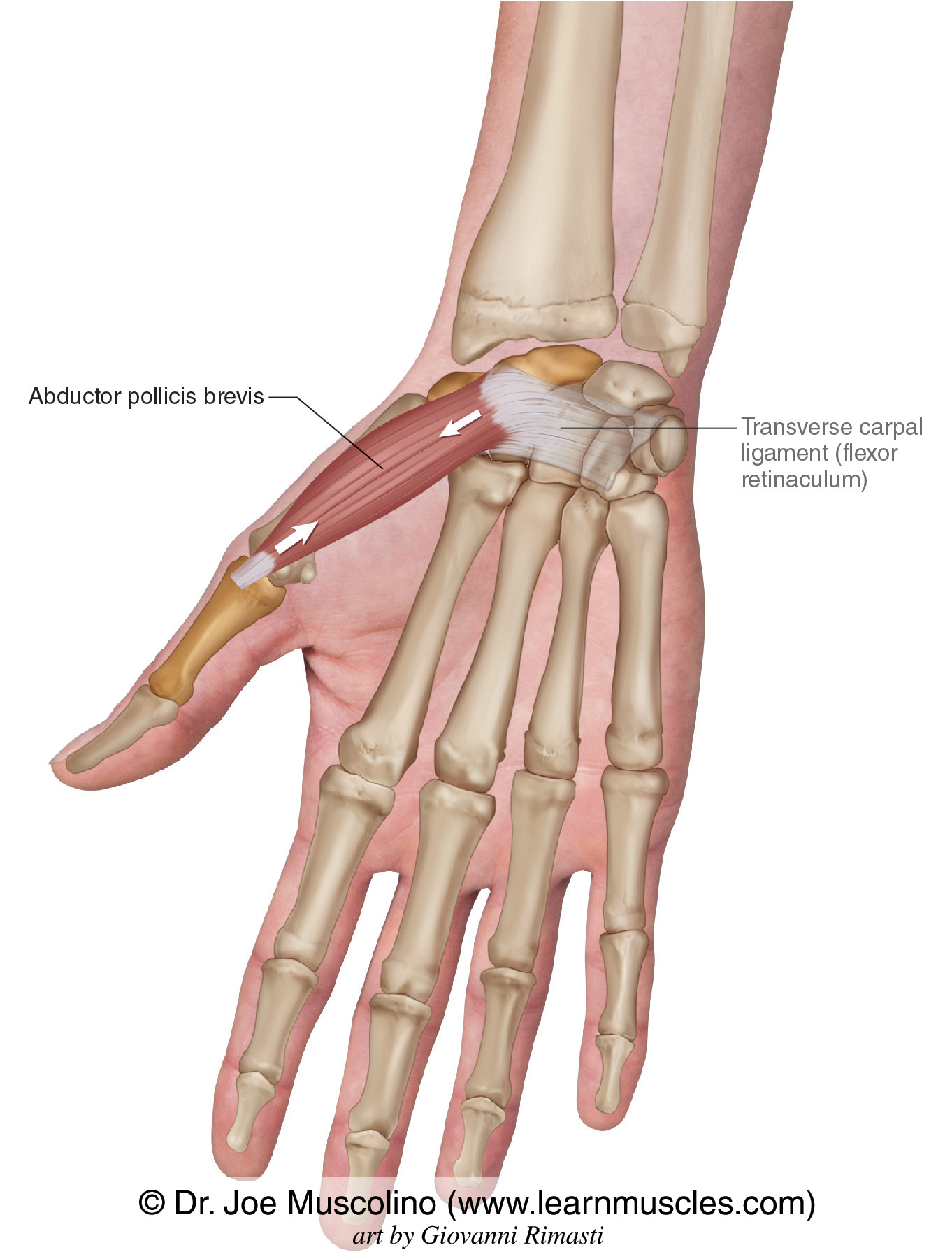 <ul><li><p>the thenar muscles form an elevation located on the radial (lateral) aspect of the palm called the thenar eminence</p></li><li><p>abductor pollicis brevis is the most lateral and most superficial of the thenar muscles</p></li><li><p>runs from the scaphoid and trapezium to the proximal phalanx of the thumb</p></li></ul><p></p><p>origin → tubercles of scaphoid and trapezium, flexor retinaculum</p><p>insertion → lateral aspect of base of proximal phalanx 1 (via radial sesamoid bone)</p><p>action → thumb abduction at carpometacarpal joint 1</p><p>innervation → recurrent branch of median nerve (C8, T1)</p><p>blood supply → superficial palmar branch of radial artery</p>