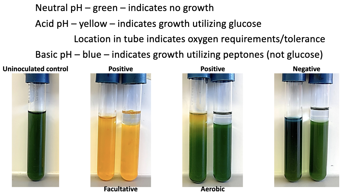 <ol><li><p>Both Tubes Green</p></li></ol><ul><li><p>Negative/No glucose utilization</p></li></ul><ol start="2"><li><p>Only Open Tube Yellow</p></li></ol><ul><li><p>Oxidative metabolism/aerobic glucose use</p></li><li><p>Positive for respiration</p></li></ul><ol start="3"><li><p>Both Tubes Yellow</p></li></ol><ul><li><p>Fermentation/Facultative Glucose Use</p></li><li><p>Positive for fermentation</p></li></ul><ol start="4"><li><p>Blue Colour Develops</p></li></ol><ul><li><p>Peptone utilization/alkaline end products</p></li><li><p>Positive for peptone utilization</p></li></ul><p>*Blue colour developing is still considered a negative result</p><p></p>