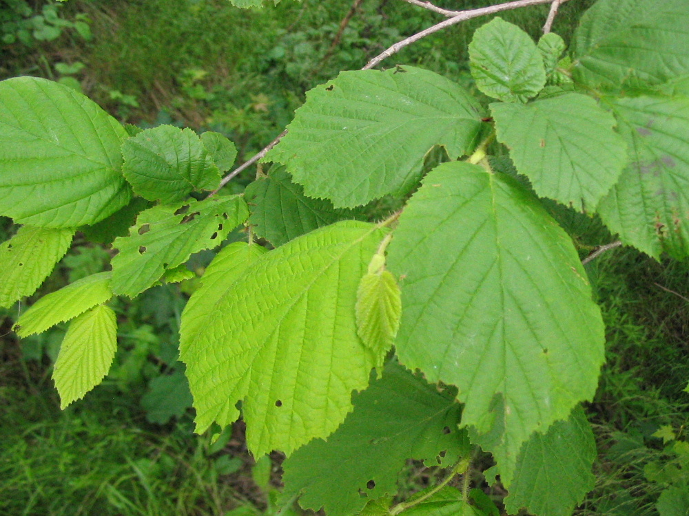 term image