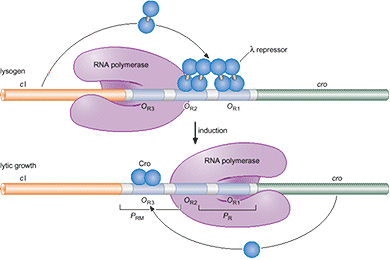 <p><span>When CI binds to </span><em>oR1</em><span>, it represses transcription from </span><em>pL</em><span> and </span><em>pR</em><span>, respectively. These are promoters for expression of lytic genes. Binding to </span><em>oR2</em><span> stimulates expression of CI itself from the&nbsp;relatively weak </span><em>pRM</em></p>