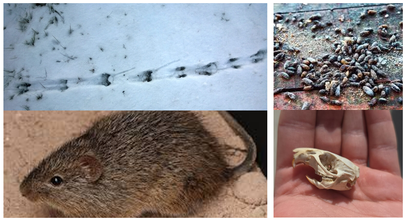 <p><span>four-toed front foot and a five-toed hind foot, with the hind foot usually being larger, scat is spindle-shaped pellets, roughly the size of a grain of rice</span></p>