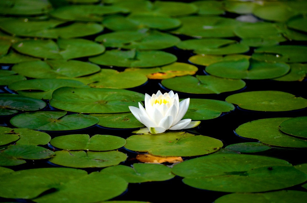 <ul><li><p>Floating</p></li><li><p>Circular leaves</p></li><li><p>Solitary white flowers</p></li><li><p>Roots eaten by rodents</p></li></ul><p></p>