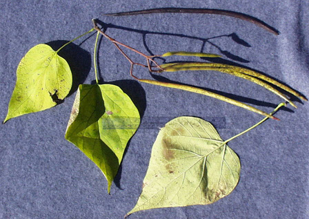 <p>scientific name</p>
