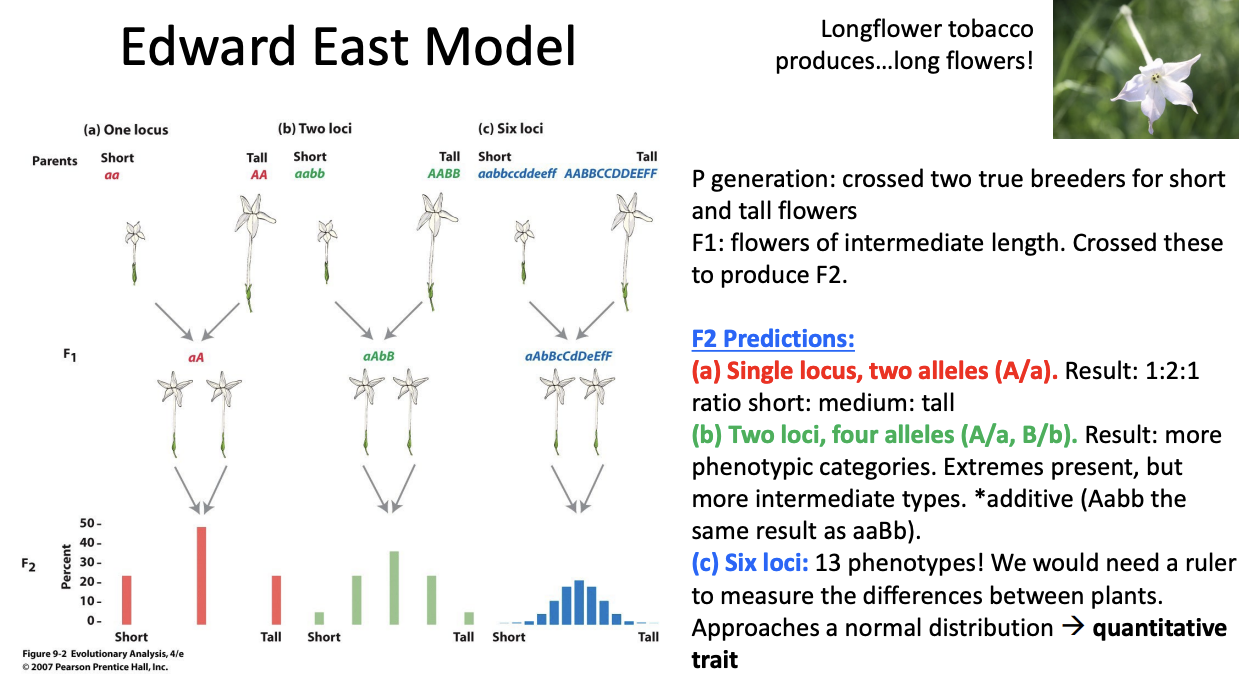 <p><strong>Edward East's model:</strong> As the number of loci controlling a trait increases, the number of possible phenotypes increases. Extreme phenotypes become rare, intermediate phenotypes become common, and the trait approaches a <strong>normal distribution</strong>, producing a <strong>quantitative trait</strong>.</p>