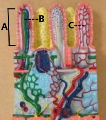 <p>B</p>