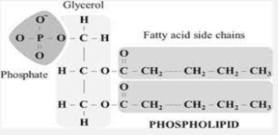 <p>consist of glycerol, two fatty acids, one phosphate group</p>