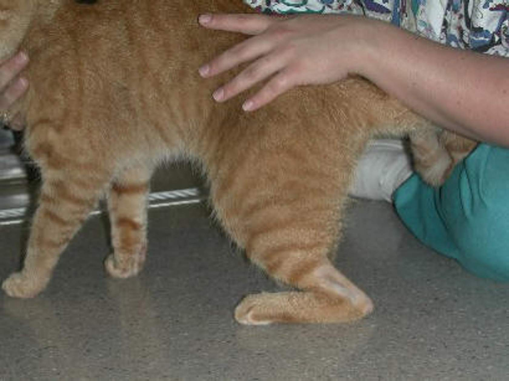 <p>Most clinically significant tendon seen</p><p>Tendon attaches gastrocnemius (calf) muscle to calcaneus (hock point). Muscle contraction extends joint, maintains hind limbs in digitigrade (toes) stance.</p><p>Damage to tendon results in characteristic plantigrade (dropped hocks) stance, seen in image.</p><p>Can occur due to mechanical injury e.g. acute injury during high impact sports e.g. agility or flyball</p><p>May occur due to physiological/neurological changes, e.g. characterisitc posture diabetic cat </p>