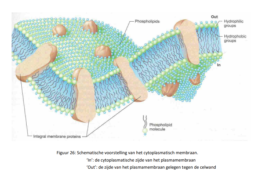 <ul><li><p>het cytoplasmatisch membraam is opgebouwd uit een dubbele laag fosfolipiden waarin talrijke eiwitten verwerven zitten</p></li><li><p>de fosfolipiden zijn voornamelijk glycerofosfolipiden, deze zijn samengesteld uit een hydrofiele kop bestaande uit glycerol-3-fosfaat</p></li><li><p>het plasmamembraam bezit enerzijds een bilaminaire structuur, namelijk de dubbele laag van fosfolipiden en anderzijds een trilaminaire structuur met name de twee buitenste hydrofiele lagen en de binnenste hydrofobe laag</p></li><li><p>in de dubbele fosfolipiden laag zijn talrijke eiwitten aanwezig, deze eiwitten worden perifere membraaneiwitten genoemd</p></li><li><p>andere eiwitten liggen ingebed in het membraan, hierbij kan het eiwit het membraam gedeeltelijk of volledig doorkruisen, eiwitten die het membraam volledig doorkruisen worden integrale membraaneiwitten genoemd</p></li></ul><p></p>