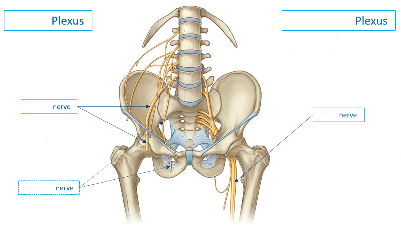 <p>Label the following diagram of the <strong>lower limb neural overview</strong></p>