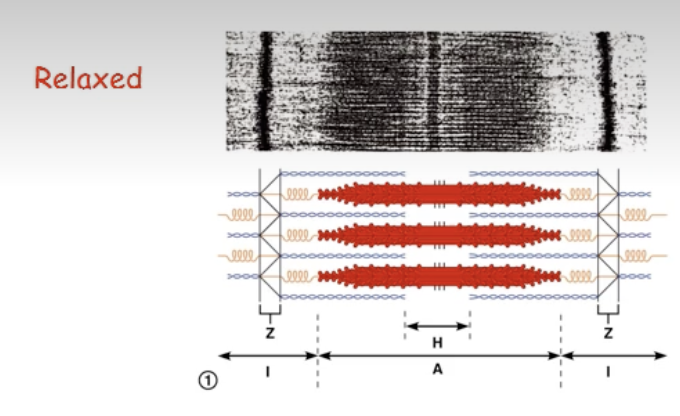 <ul><li><p>Z discs: dark ling, easy to distinguish</p></li><li><p>H zone is bisected by the M line</p></li><li><p>can see I band and A band</p></li><li><p>there are regions of the sarcomere where there is either no thick or thin filament</p></li></ul><p></p>