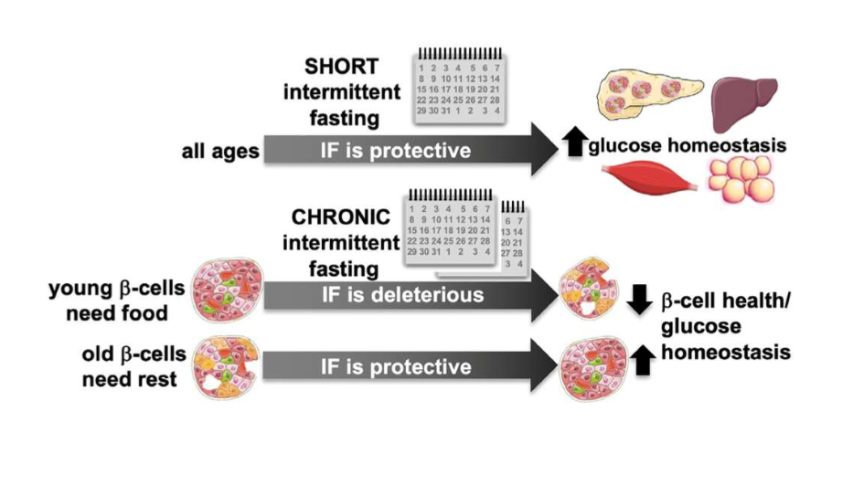 <p>improved glucose tolerance and beta cell function in old mice, but impaired beta cell function and maturation in young mice</p>