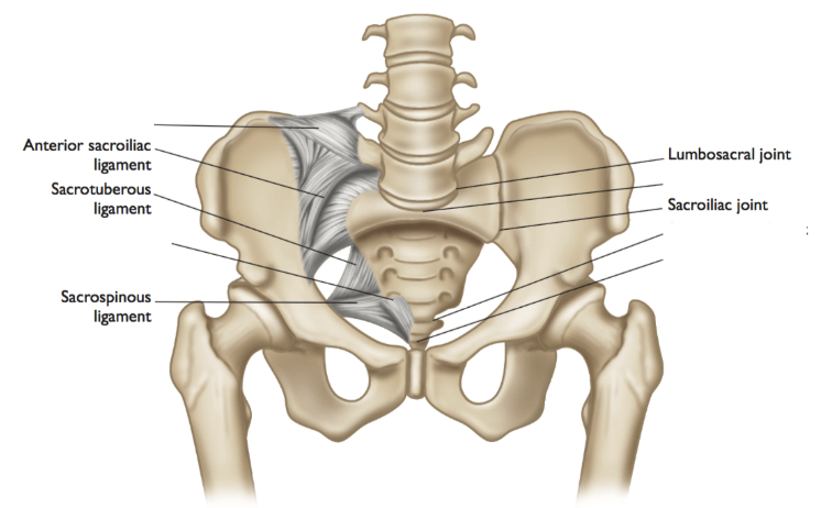 <ol><li><p>Sacroiliac Ligament: Connects sacrum and ilium </p></li><li><p>Sacrotuberous Ligament: Connects sacrum to ischial tuberosity </p></li><li><p>Sacrospinous Ligament: Connects sacrum to ischial spine I</p></li></ol><p></p>