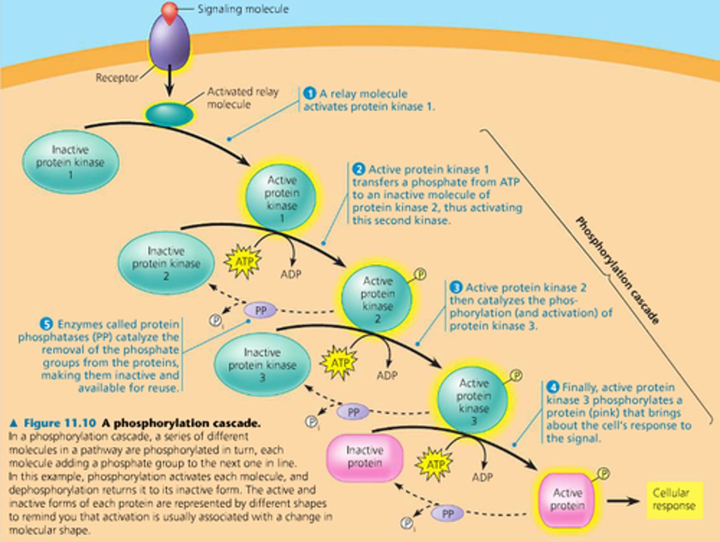<p>Cascade that is activated by the catalytic domain that typically causes a cellular response</p><p>Example: receptor tyrosine kinases will dimerize when the ligand binds and phosphorylate many molecules, including itself (autophosphorylation)</p>