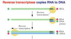 <p>*mRNA* transcribed from the desired gene is isolated</p><p>mRNA combined with *reverse transcriptase enzyme* and *DNA nucleotides*</p><p>to create a single strand of *complementary DNA* (cDNA)</p>