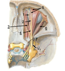 <p>Identify the structure at #7</p>