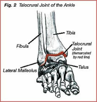 <p>Relationship between the tibia, fiibula, and the talus</p>