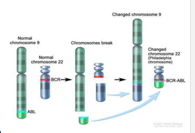 <p>used to treat a type of leukemia containing Philadelphia chromosome</p><p>inhibits tyrosine kinase domain of Bcr-Abl oncoprotein</p>