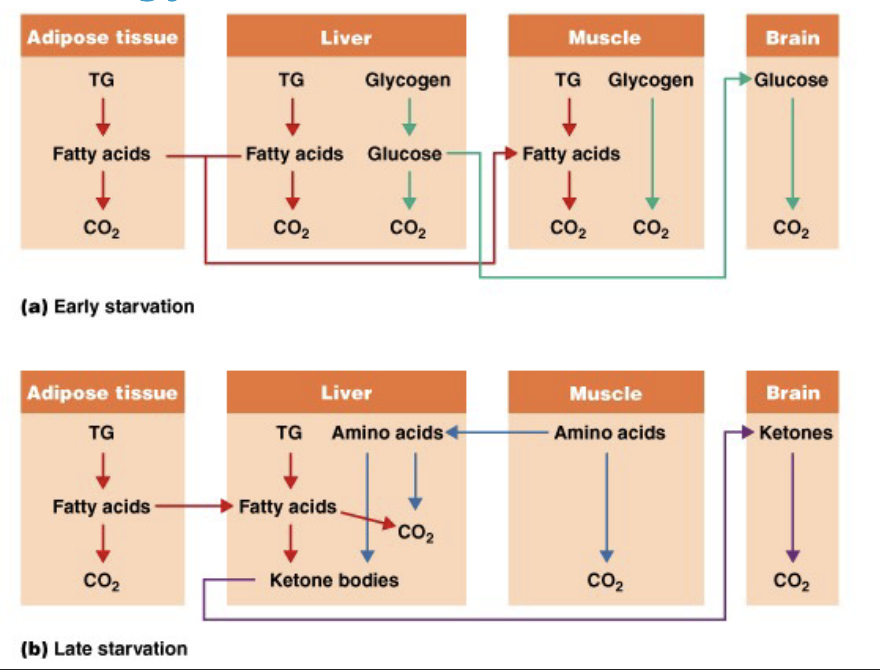 <ul><li><p>sources of energy</p><ul><li><p>carbs → shorter term, fast access</p></li><li><p>lipids → longer term, slower access, more energy needed</p></li></ul></li><li><p>energy expenditure</p><ul><li><p>how rapidly do you need the energy</p></li></ul></li><li><p>use of energy</p><ul><li><p>what is energy being used for</p></li></ul></li></ul><p></p>