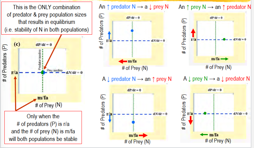 <p>if isoclines are combined and graphed (one population on each axis), the intersection point is the perfect combination of predator and prey numbers to have equilibrium (both populations are stable)</p><p>population sizes of both predator and prey are stable</p><p>only one combination</p><p>change in P → change in N</p><p>change in N → change in P</p>