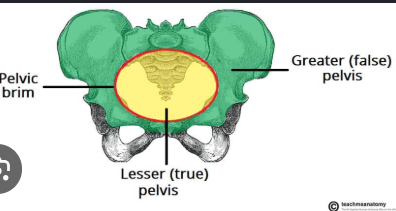 <p>What bone landmark within Pelvis?</p>
