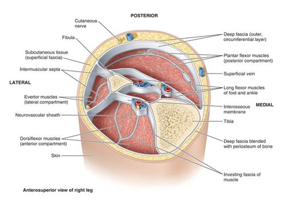 <p><span><strong>Superficial fascia:</strong></span></p><ul><li><p><span>Composed of loose connective tissue and fat.</span></p></li><li><p><span>Between dermis and deep fascia.</span></p></li><li><p><span>Provides most of body’s fat storage, thickness varies.</span></p></li></ul><p><span><strong>Deep fascia:</strong></span></p><ul><li><p><span>Composed of dense connective tissue.</span></p></li><li><p><span>Deep to superficial fascia.</span></p></li><li><p><span>Extensions:</span></p><ul><li><p><span>Invest muscles of neurovascular bundles (investing fascia).</span></p></li><li><p><span>Divide muscles into compartments (intermuscular septa).</span></p></li><li><p><span>Hold tendons in place during movement (retinacula).</span></p></li></ul></li></ul><p></p>