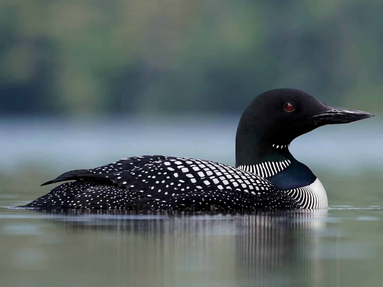<p>Common loon</p>