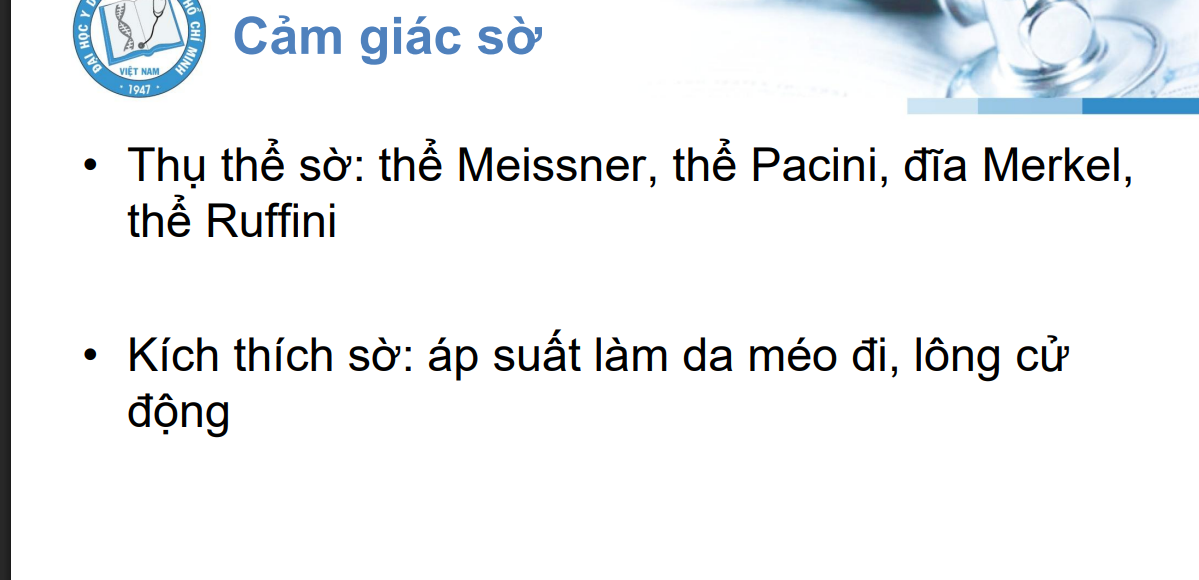 <p>Thuộc cảm giác thân thể</p><p>Do các thụ thể:thể Meissner, thể Paccini, thể Ruffini, thể merkel</p><p>Các kích thích sờ: áp lực làm do méo đi, tác động đến lông</p>