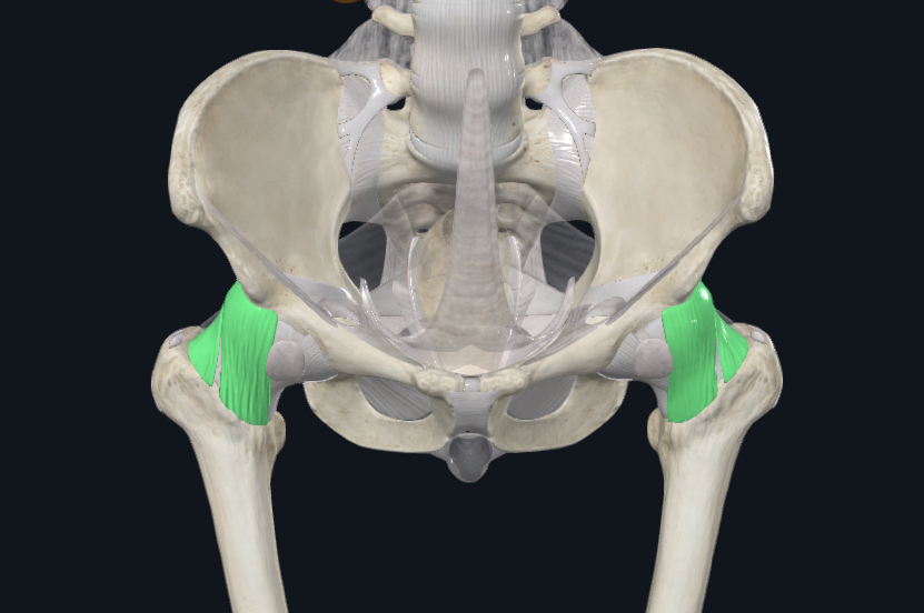 <p>what is this following joint, what does it do, and what two bones does it connect?</p>