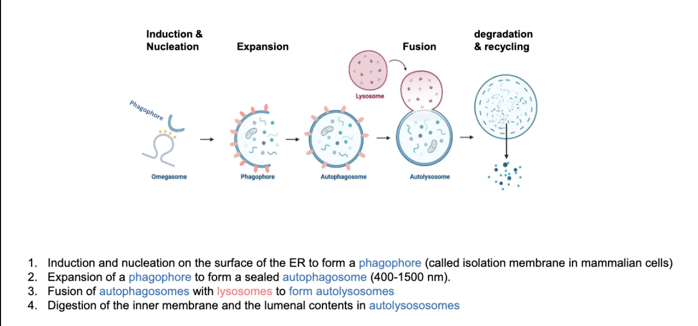 <p>"1) Induction &amp; nucleation near ER omegasome 2) Expansion phagophore growth 3) Maturation autophagosome formation 4) Fusion with lysosome and degradation."</p>