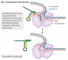 <p>A hairpin secondary structure is formed to pull/low down RNA polymerase. Then, an A/U rich region with weak hydrogen bonding follows that can be easily broken off, dissociating RNA polymerase.</p>