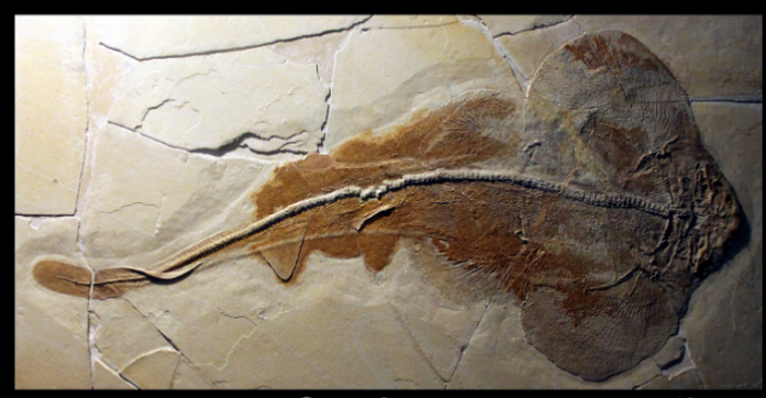 <ul><li><p>bathoid shark </p></li><li><p>Upper jurassic, </p></li><li><p>solnhofen limestone </p></li><li><p>EU, germany </p></li></ul><p></p>