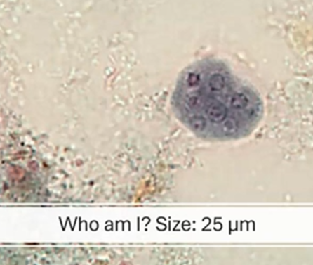 <p><span style="background-color: rgba(0, 0, 0, 0); line-height: 19.7625px;">What is the species in this photo and WHY?</span></p>