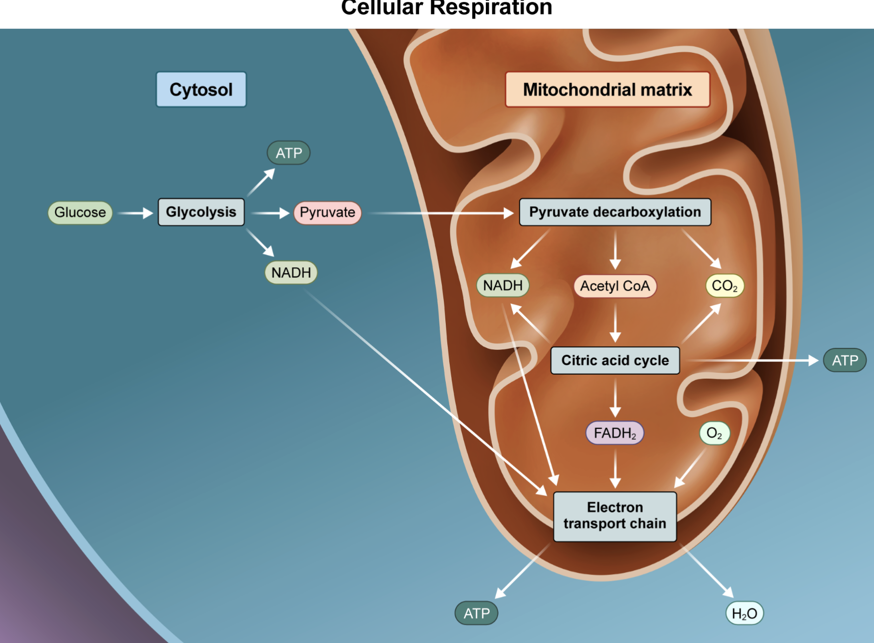 <p>mitochondrial matrix </p><p><span style="line-height: 1.6em; font-size: inherit;">A.&nbsp;<em>Inner mitochondrial membrane</em></span></p><p><span style="line-height: 1.6em; font-size: inherit;">E. Mitochondrial intermembrane space</span></p><p><span style="line-height: 1.6em; font-size: inherit;">The</span> inner mitochondrial membrane<span style="line-height: 1.6em; font-size: inherit;">&nbsp;and&nbsp;</span>intermembrane space<span style="line-height: 1.6em; font-size: inherit;">&nbsp;are the sites of&nbsp;oxidative phosphorylation. The oxidative phosphorylation process includes the electron transport chain and&nbsp;</span>ATP synthesis via chemiosmosis.</p><p></p><p><span style="line-height: 1.6em; font-size: inherit;">B. Cytoplasm</span></p><p><span style="line-height: 1.6em; font-size: inherit;">In eukaryotes, the only step of cellular respiration that occurs in the&nbsp;</span>cytosol<span style="line-height: 1.6em; font-size: inherit;">&nbsp;is&nbsp;glycolysis.</span></p><p></p><p><span style="line-height: 1.6em; font-size: inherit;">D. Plasma membrane</span></p><p>In eukaryotes, the plasma membrane is <em>not</em> involved in any stage of cellular respiration. In prokaryotes, however, the plasma membrane is the site of oxidative phosphorylation. This is because prokaryotes lack membrane-bound organelles, such as mitochondria.</p><p></p><p><span style="line-height: 1.6em; font-size: inherit;">Key Takeaway:</span></p><ul><li><p>During eukaryotic cellular respiration, glycolysis is the only step that occurs in the cytosol.</p></li><li><p>The Krebs cycle takes place in the mitochondrial matrix.</p></li></ul><p></p>